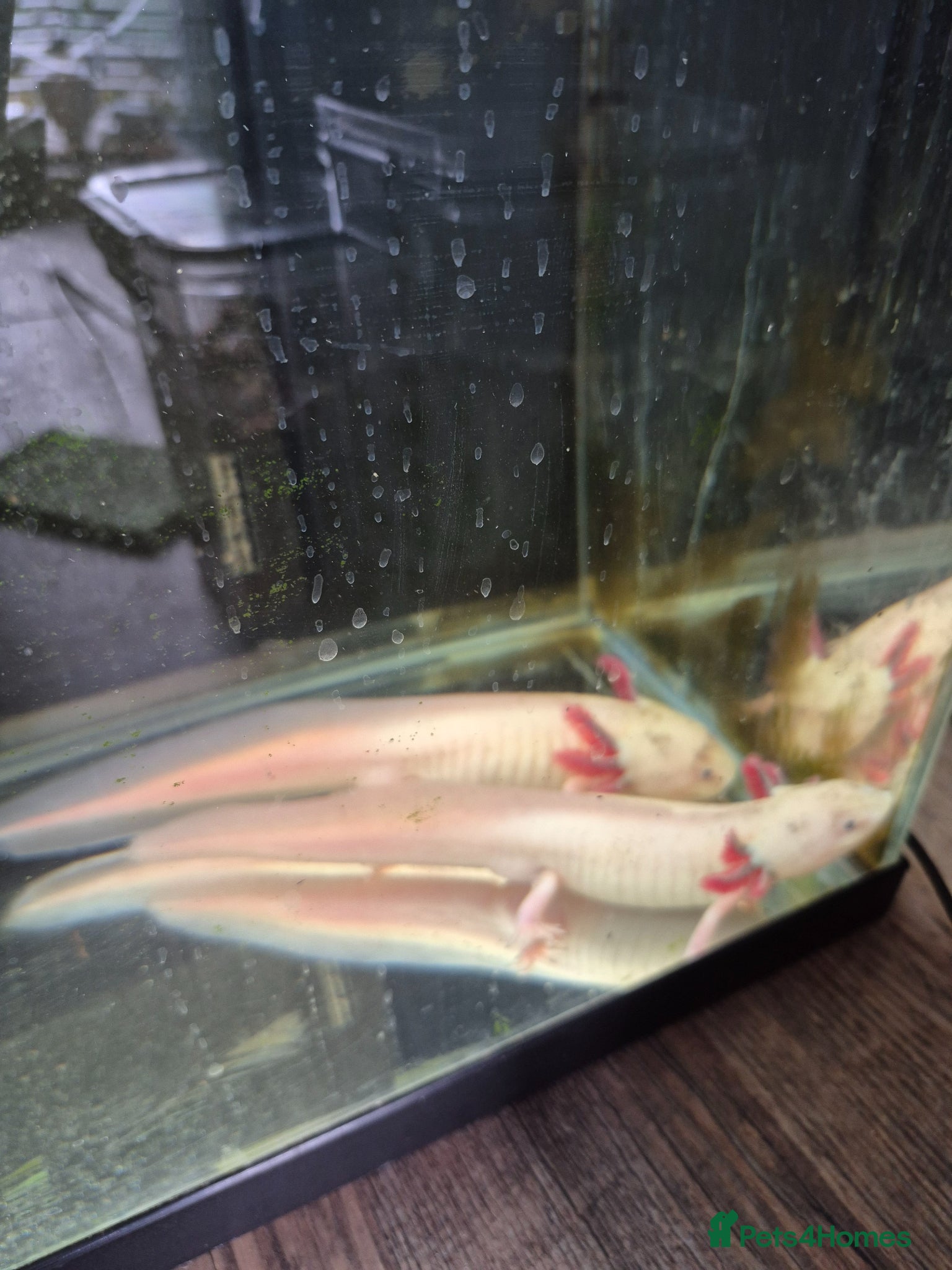 Axolotl reptiles 2 male Axolotl  - Advert 7