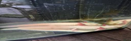 Axolotl reptiles for sale: 2 male Axolotl  - Advert 1