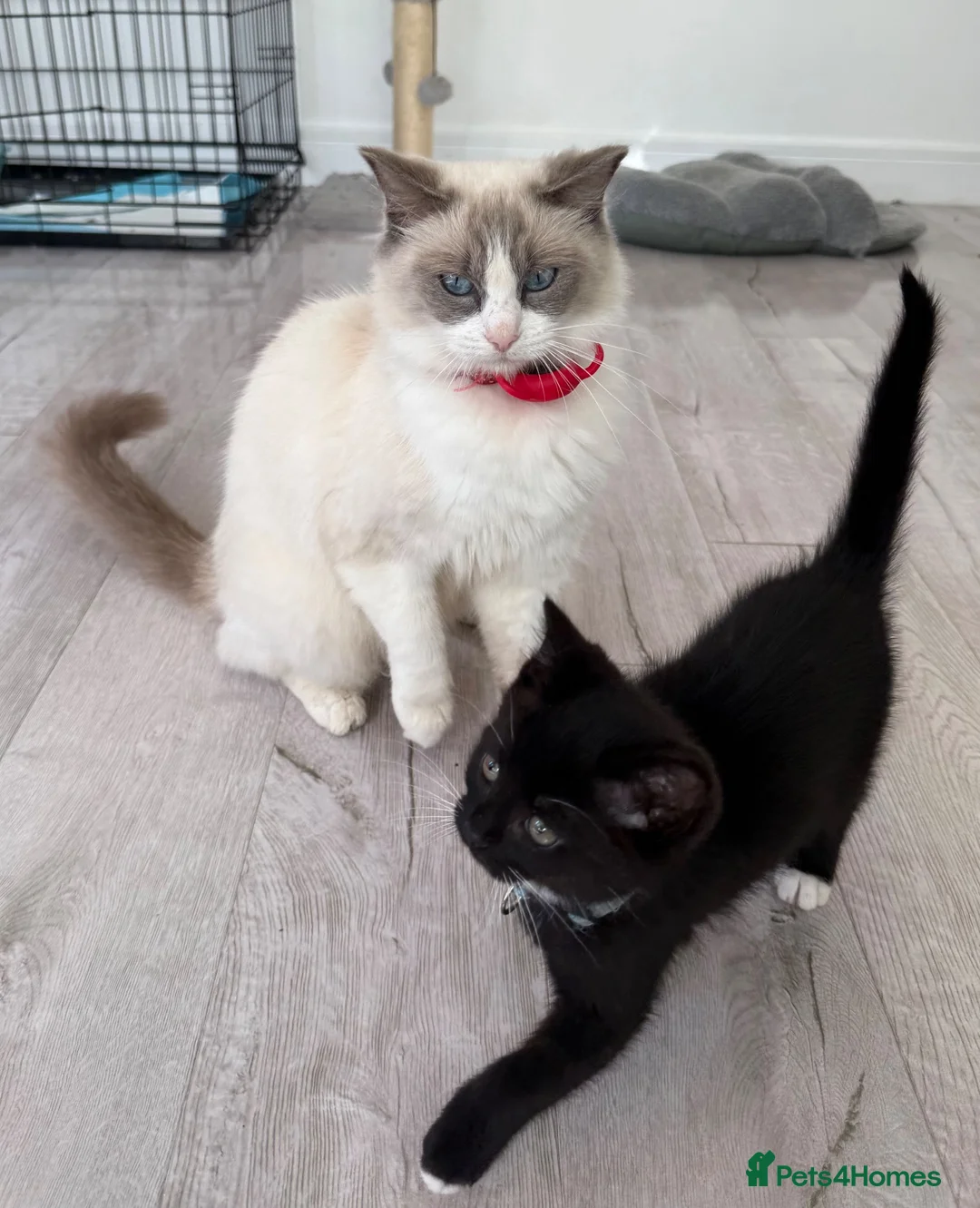 Ragdoll cats for sale: Ragdoll mix - Advert 8