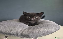Mixed Breed cats for sale: Kittens needing their forever home - Image 4