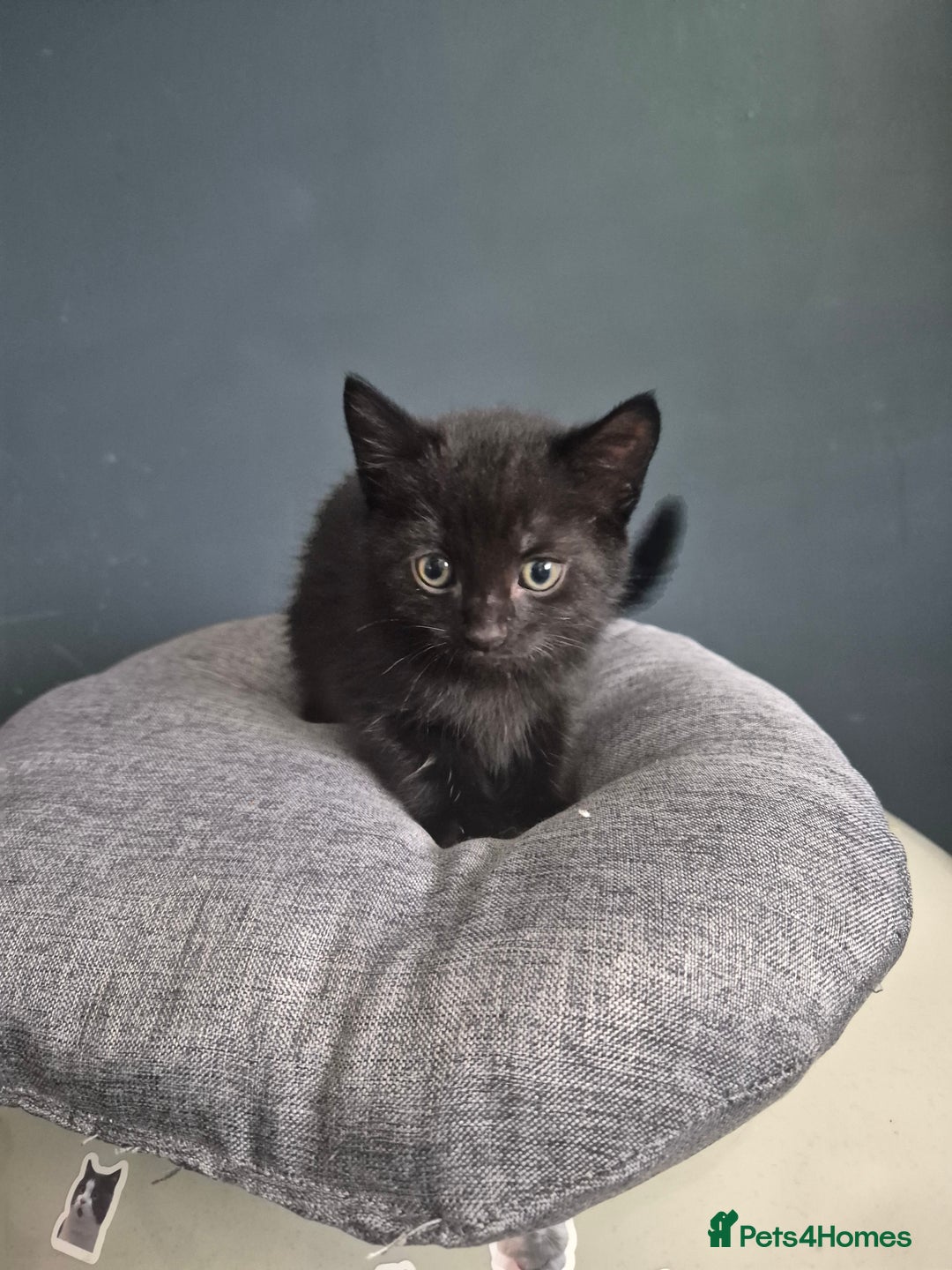 Mixed Breed cats for sale: Kittens needing their forever home - Image 4