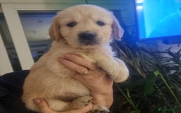 Golden Retriever dogs for sale: KC Reg Golden Retriever Puppies – Champion Lines  - Image 18