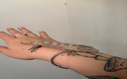 Gecko reptiles for sale: Baby Leachianus gecko x 2 for sale  - Image 3