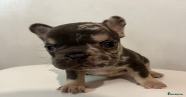 French Bulldog dogs - Advert 11