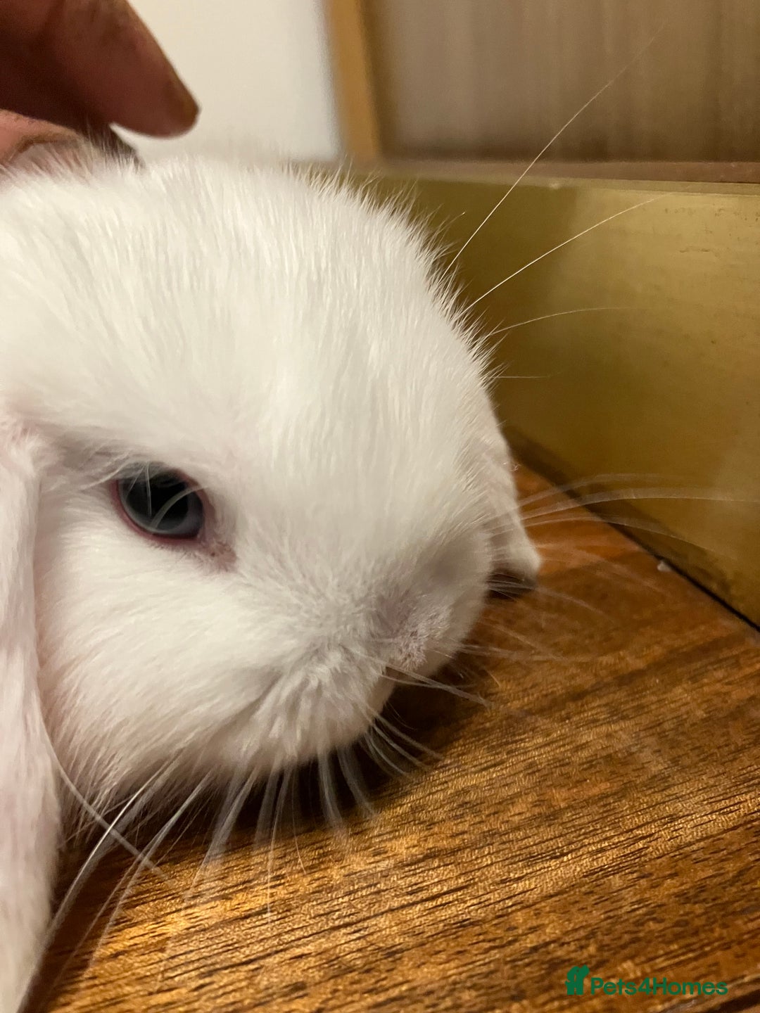 Mini Lop rabbits for sale: Mini Lop Bunnies for sale - Image 13