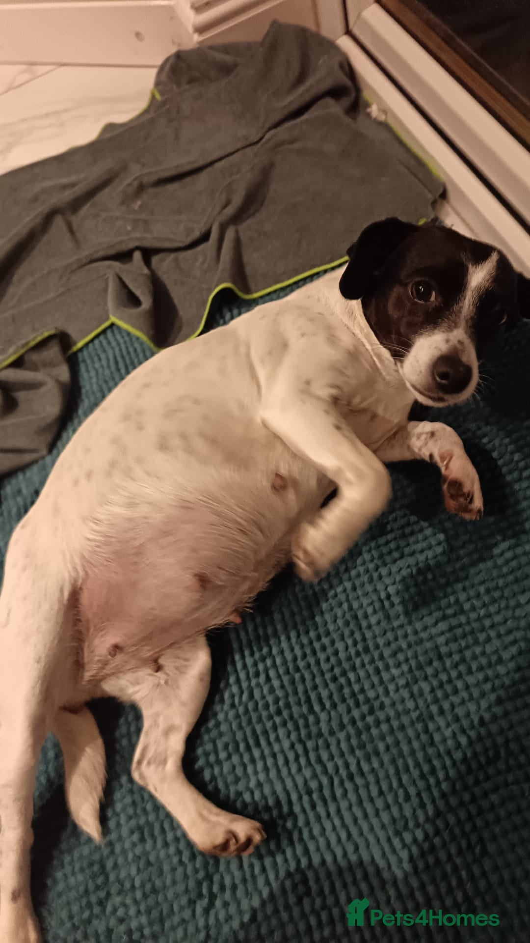 Jack Russell dogs for sale: stunning Jack Russell puppies  - Advert 6