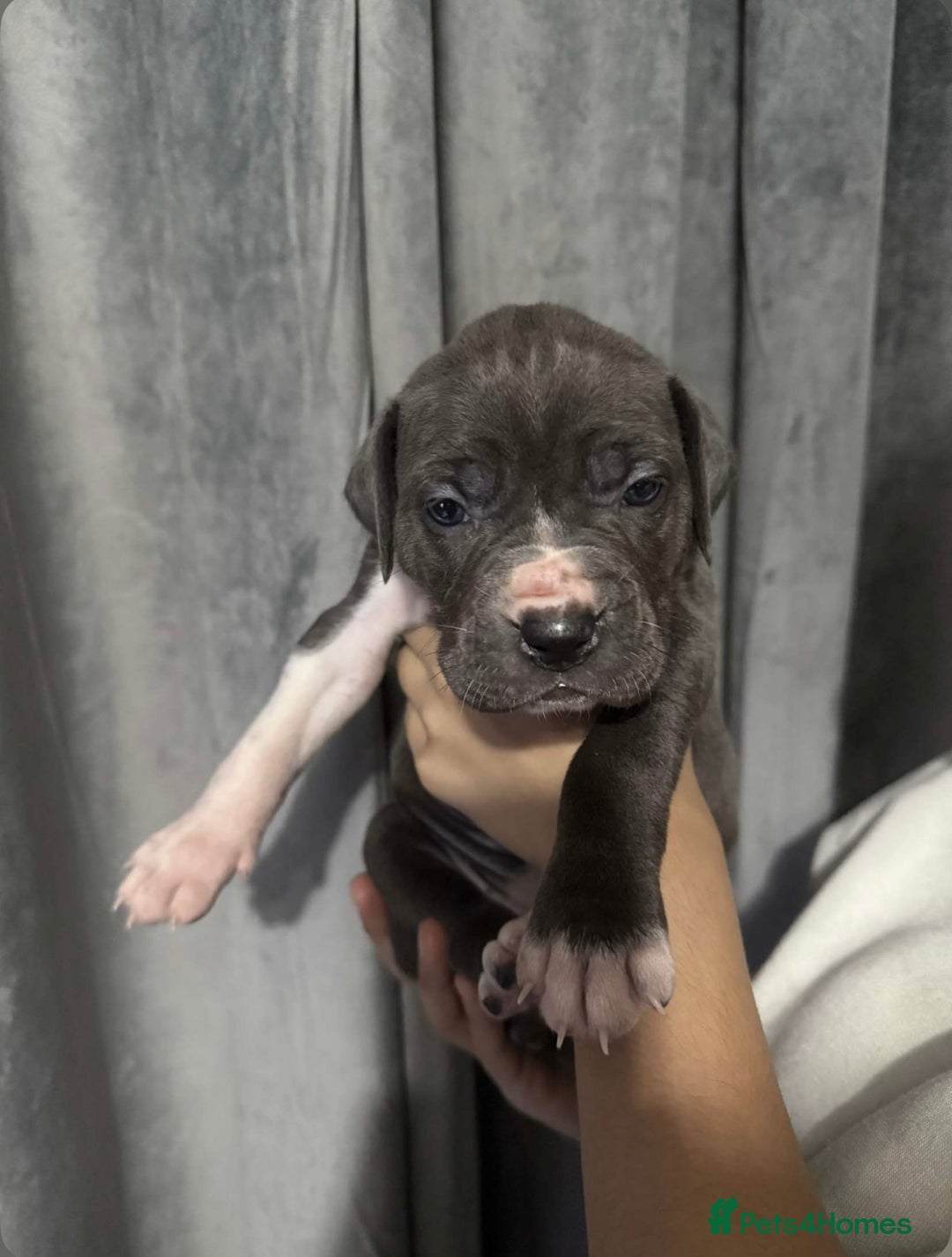 Mixed Breed dogs for sale: Cane Corso x Great Dane pups !! 7 available !! - Image 8