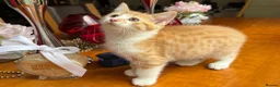 Mixed Breed cats for sale: Ginger Calico Tuxedo Kittens London-Richmond Sale - Advert 2