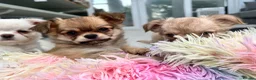 Chihuahua dogs for sale: KC LONG COAT CHIHUAHUAS - Advert 1