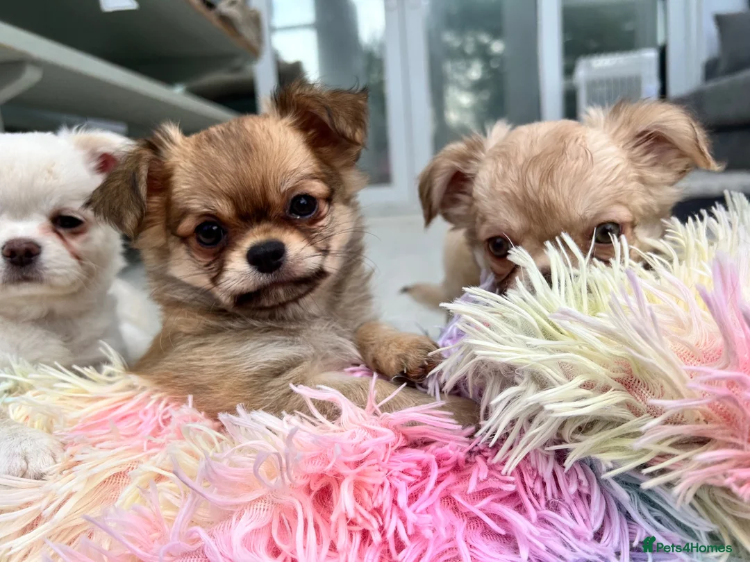 Chihuahua dogs for sale: KC LONG COAT CHIHUAHUAS - Advert 1