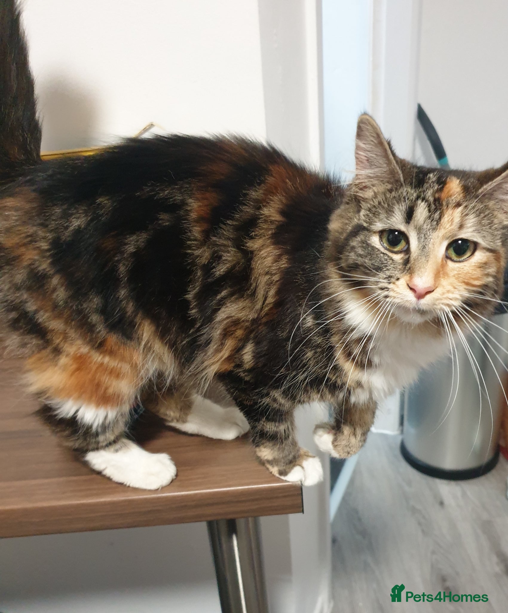 Mixed Breed cats Long hair female kitten - Advert 2