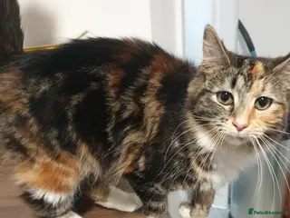 Mixed Breed cats Long hair female kitten - Advert 2