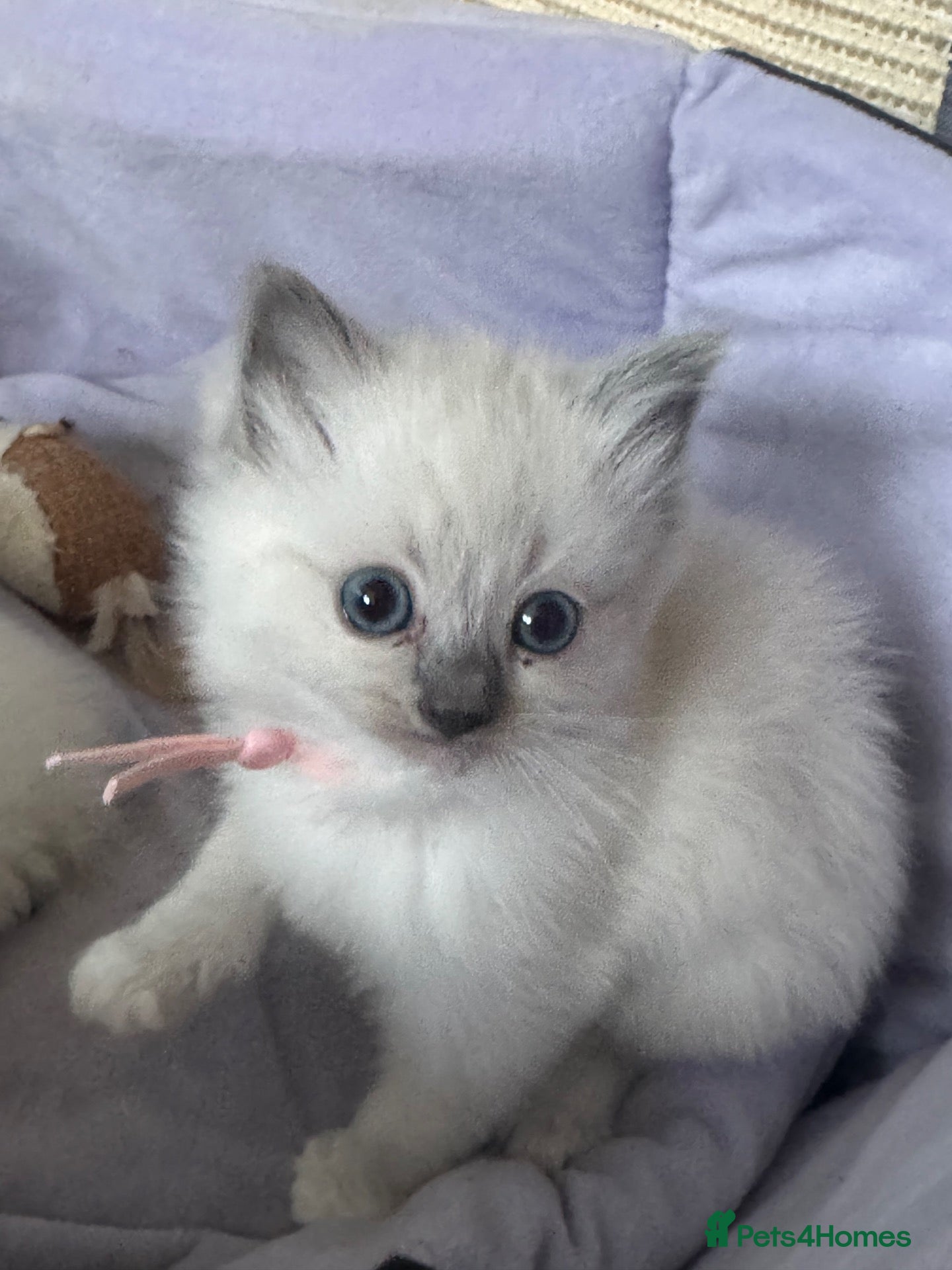 Ragdoll cats 4 beautiful blue point ragdoll kittens  - Advert 2