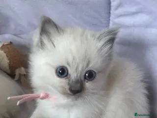 Ragdoll cats 4 beautiful blue point ragdoll kittens - Advert 2