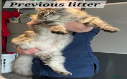 Maine Coon cats for sale: MAINE COONE KITTENS POLYDACTYL&NON POLYDACTYL   - Advert 8