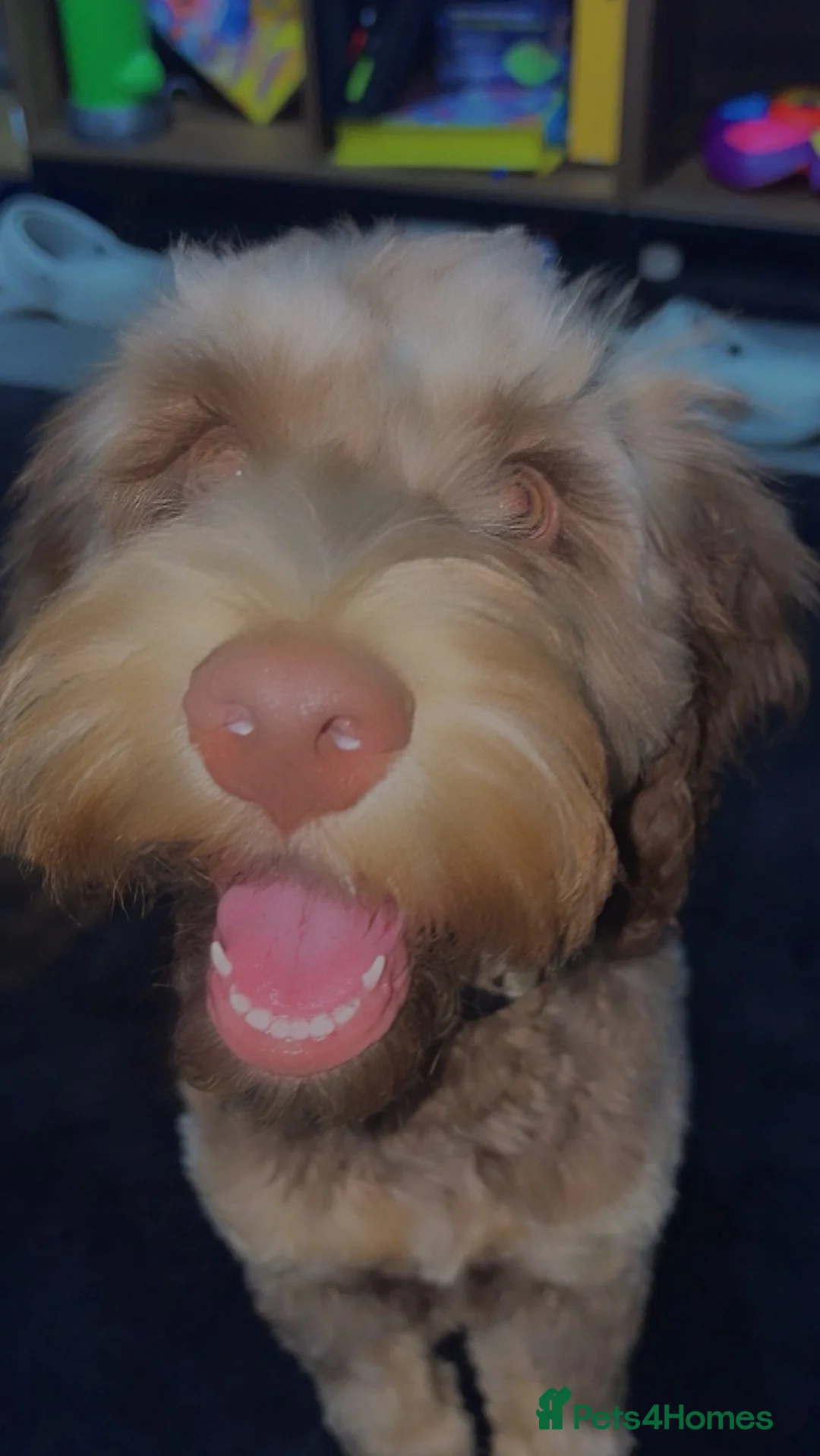 Cockapoo dogs for sale: Cockapoo - Advert 1