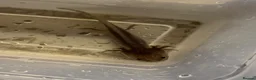 Axolotl reptiles for sale: Rescue Axolotls Looking For New Home  - Advert 6