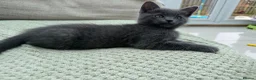Mixed Breed cats for sale: Siamese Russian blue kittens  - Advert 11