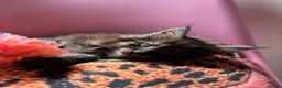 Maine Coon cats for sale: 🖤Stunning Black Smoke Maine Coon Girls - Advert 3
