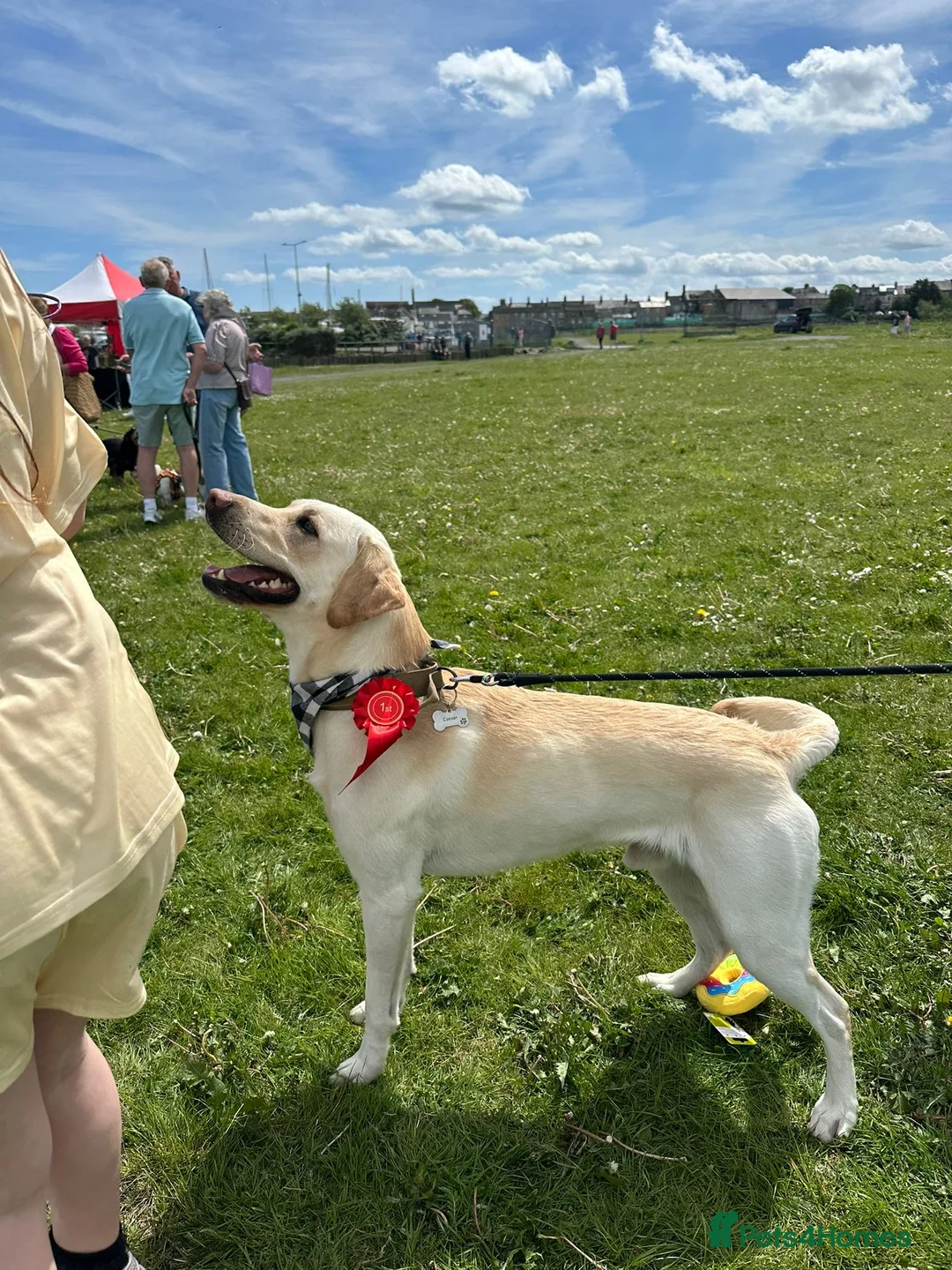 Labrador Retriever dogs for stud: White Labrador stud in Morpeth - Advert 2