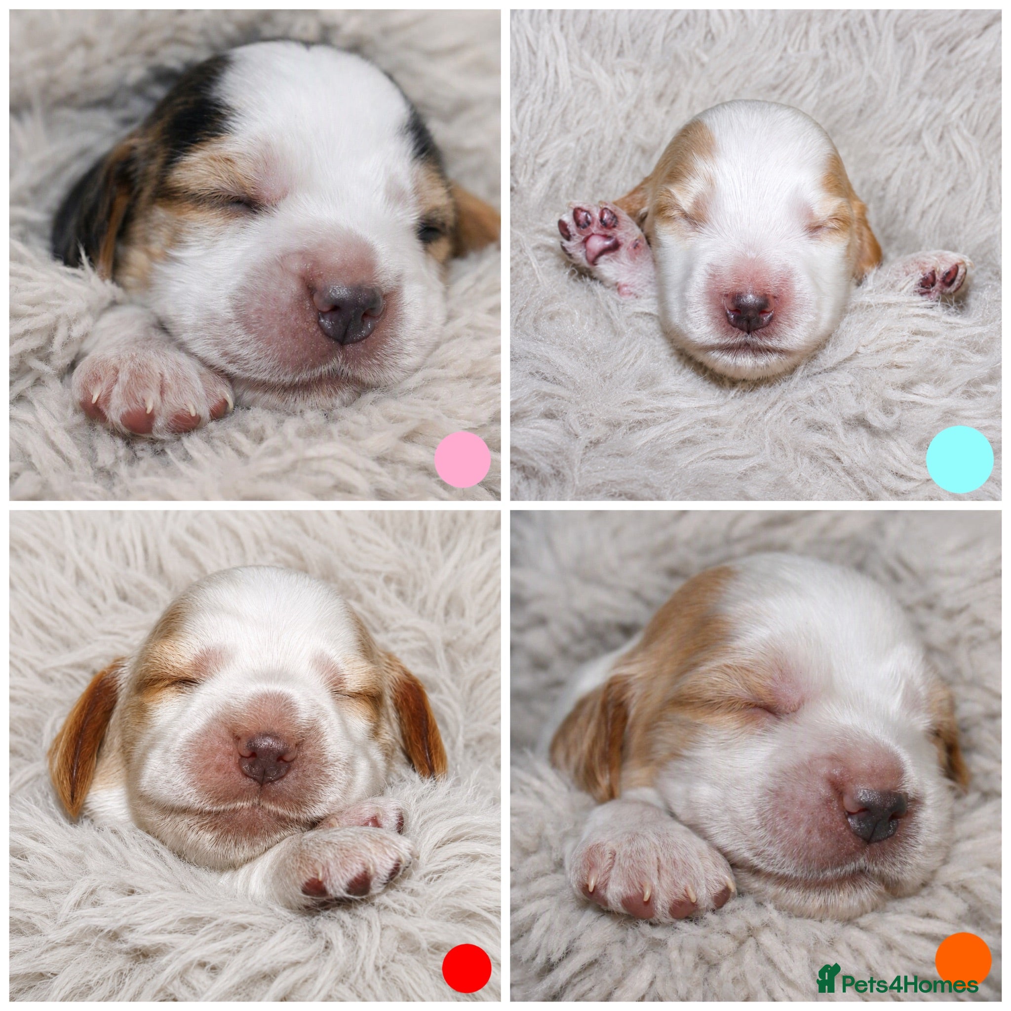 Cocker Spaniel dogs KC Show Cockers: Licensed/Health Tested/Ready 8Oct - Advert 3