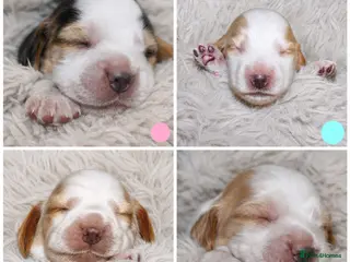 Cocker Spaniel dogs KC Show Cockers: Licensed/Health Tested/Ready 8Oct - Advert 3