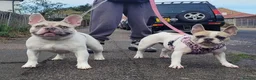 French Bulldog dogs for stud: Mr FIZZ 🫧 DWKC + NEBBR registered  - Advert 7