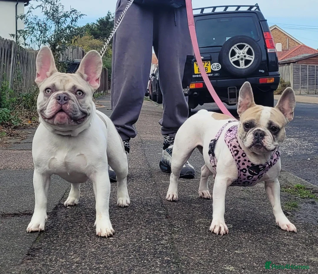 French Bulldog dogs for stud: Mr FIZZ 🫧 DWKC + NEBBR registered  - Advert 7