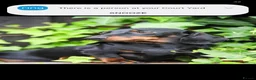 Miniature Dachshund dogs for sale: Kc reg, health tested,miniature dachshund puppies  - Advert 17