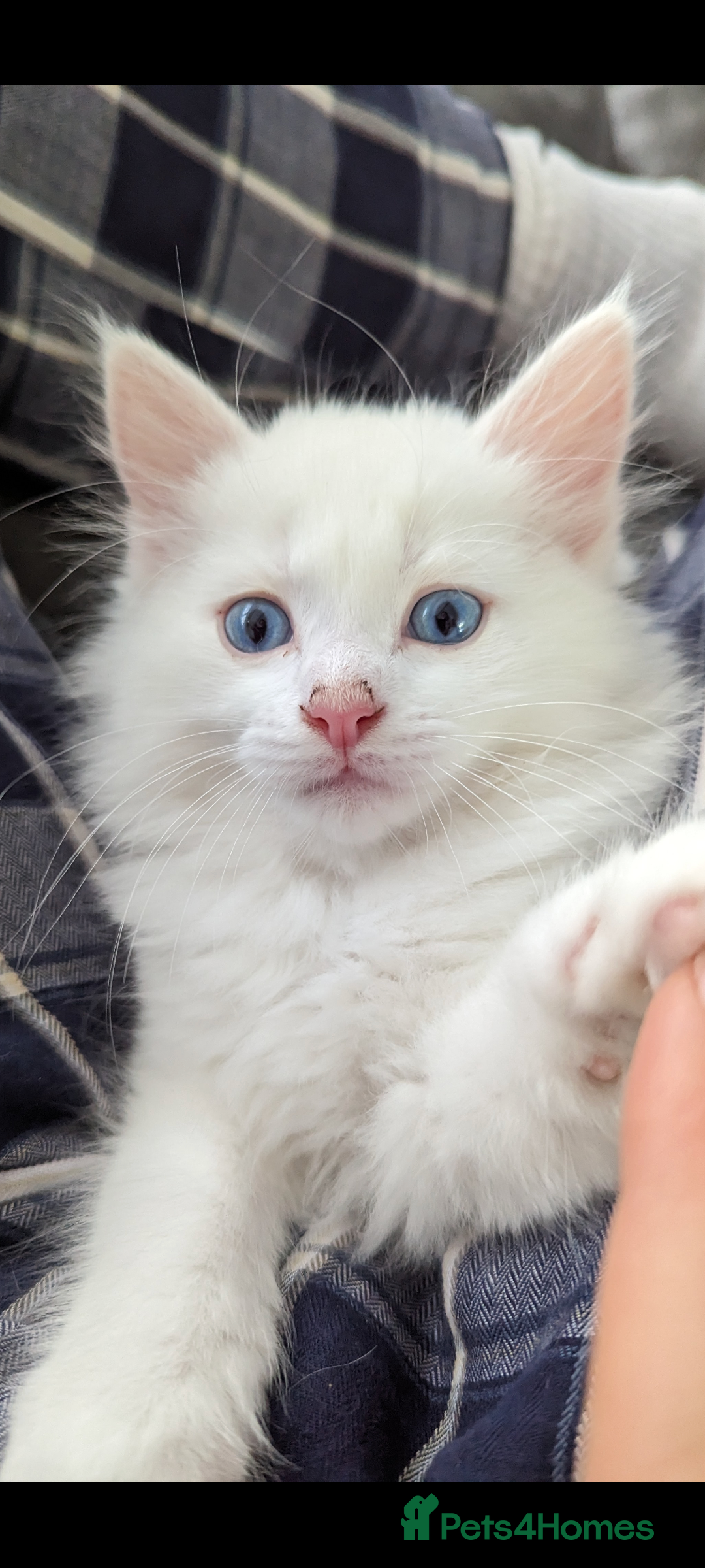 Ragdoll cats for sale: Ragdoll kittens - Advert 10