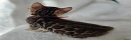 Bengal cats for sale: ⚜️Bengal kittens Tica registered ⚜️ - Advert 26