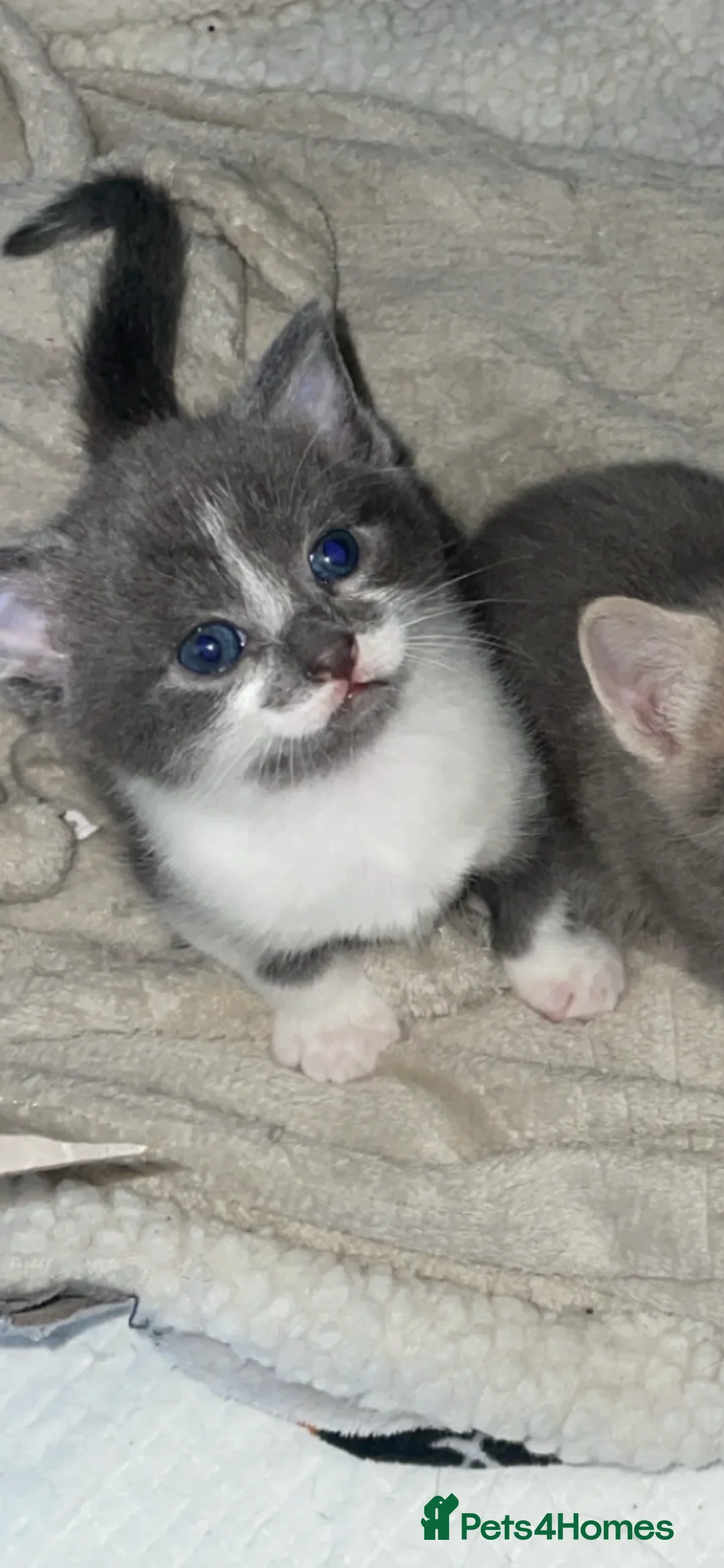 Mixed Breed cats for sale: Male grey and white kitten - Advert 2