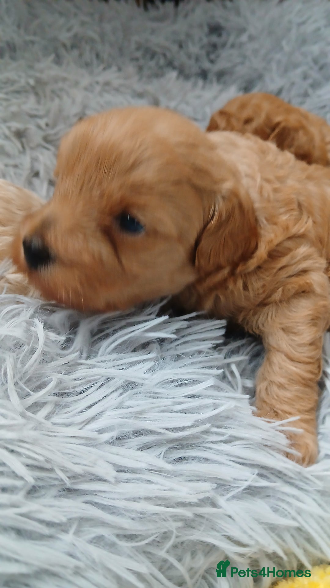 Maltipoo dogs for sale: Malitpoo  puppies  for sale in Canterbury - Image 20
