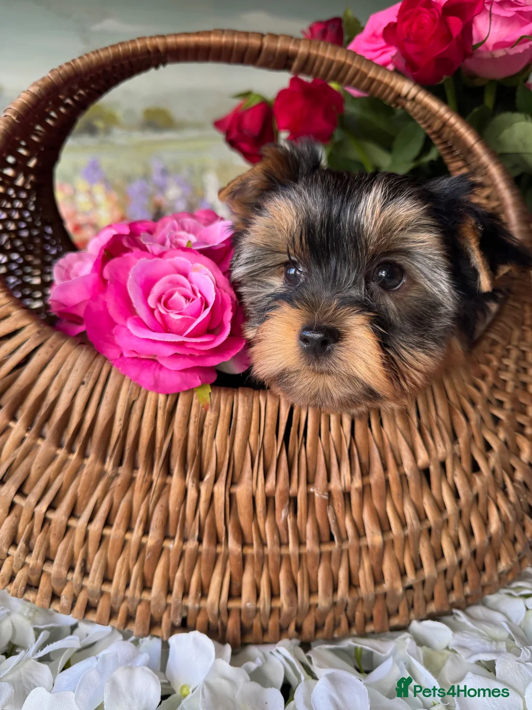 Yorkshire Terrier dogs for sale:  Yorkshire Terrier puppies. - Advert 2
