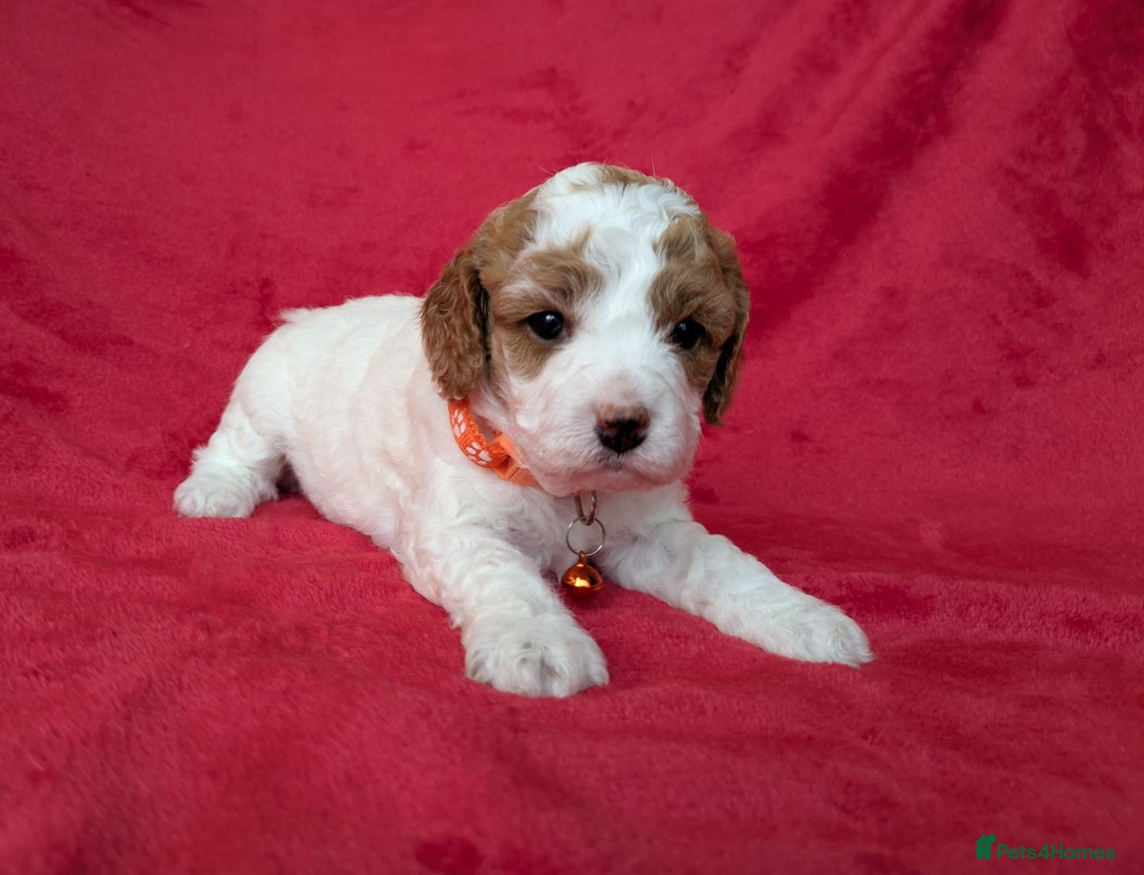Cavapoo dogs Adorable Cavapoo Puppies From Licensed Breeder - Advert 2