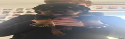 Rottweiler dogs for sale: Rottweiler puppy - Advert 8