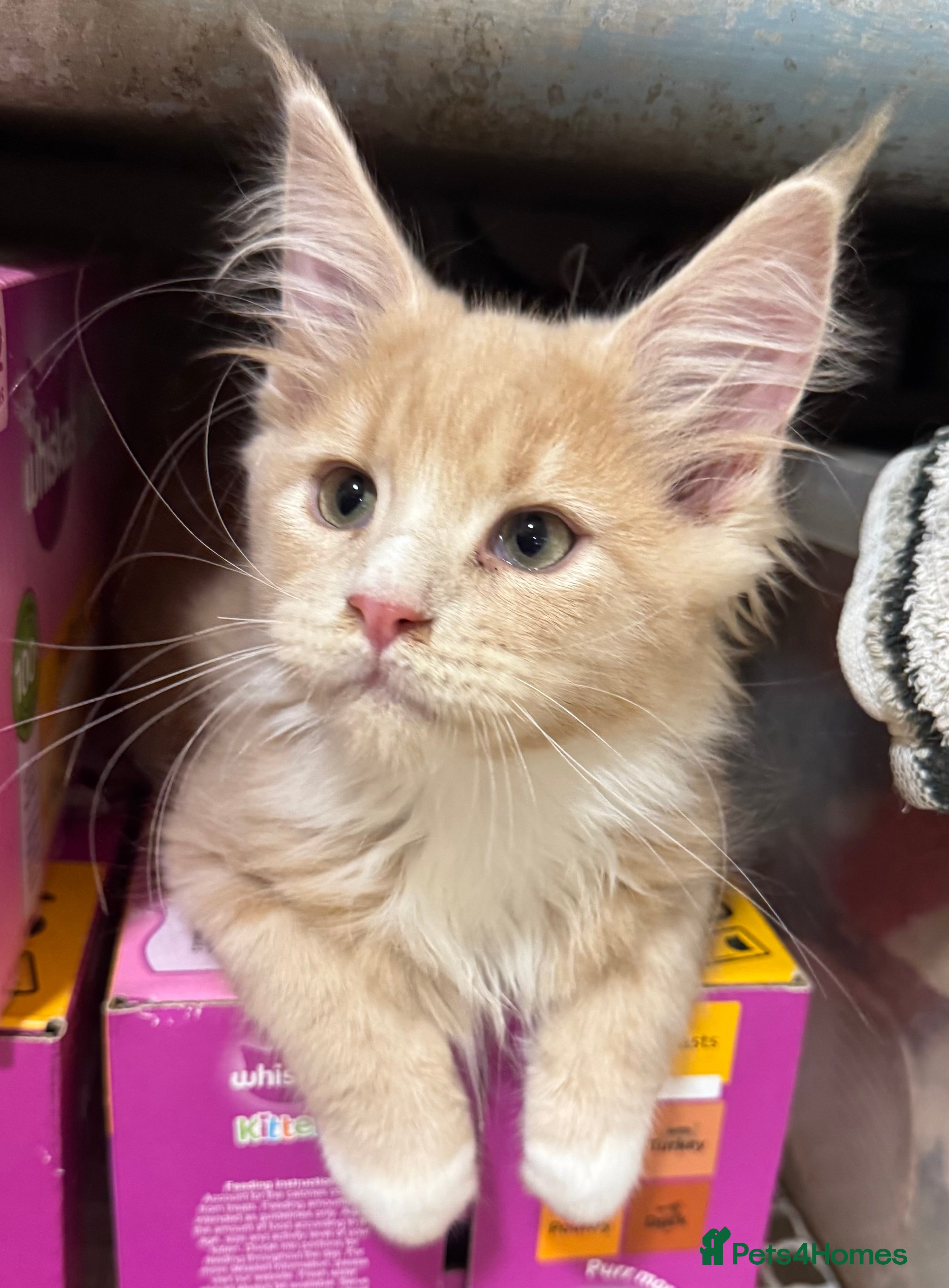 Maine Coon cats READY TO LEAVE HOME NOW - Advert 14