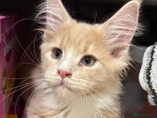 Maine Coon cats READY TO LEAVE HOME NOW - Advert 14