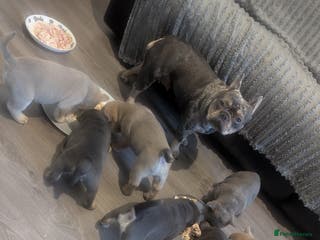 Mixed Breed dogs 4 adorable Frow Frow girls left. - Advert 10