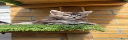 Maine Coon cats for sale: 9 Beautiful Maine Coon Kittens CHAMPION BLOOD LINE - Advert 7