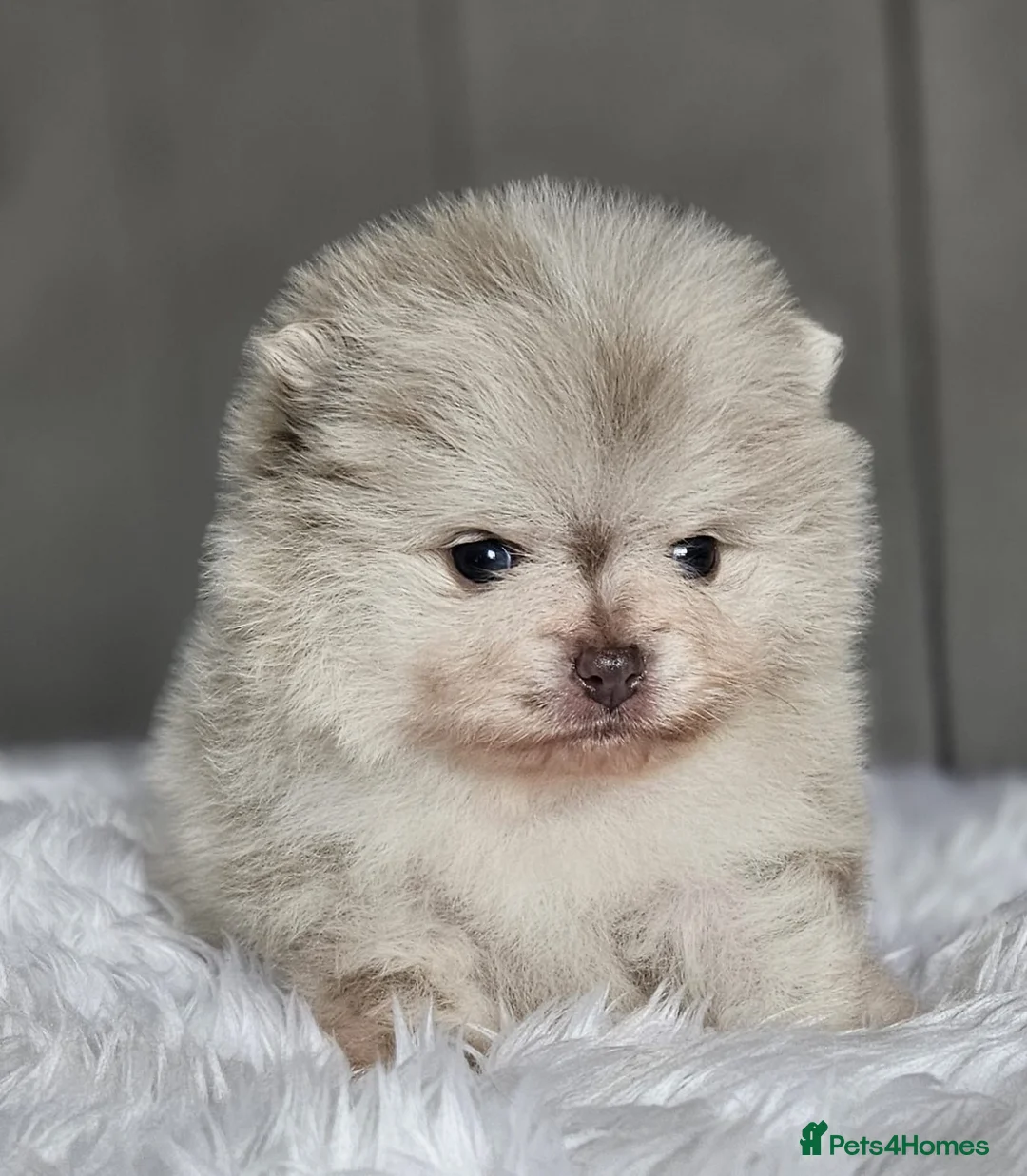Pomeranian dogs for stud: Solid Lilac Tiny 1.8kg Stud Dog DNA health tested in Rotherham - Advert 15