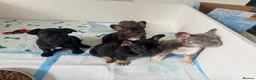 French Bulldog dogs for sale: French Bulldogs  - Advert 5