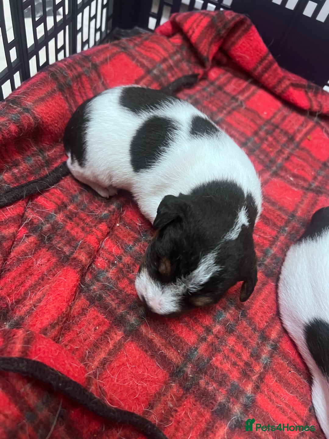 Parson Russell dogs for sale: Tricolour Paraon Russell pups - Advert 7