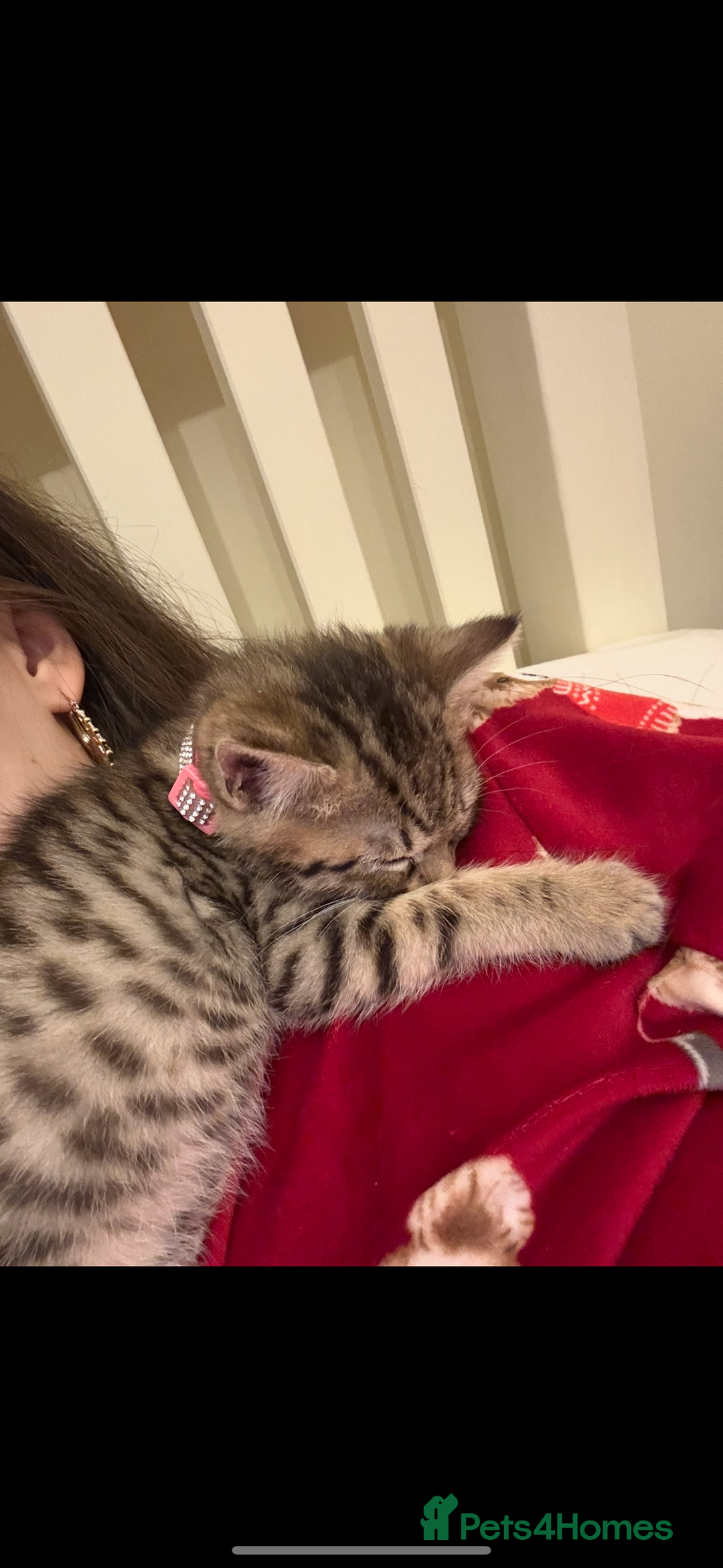 Bengal cats for sale: Female kitten called Luna  - Advert 4