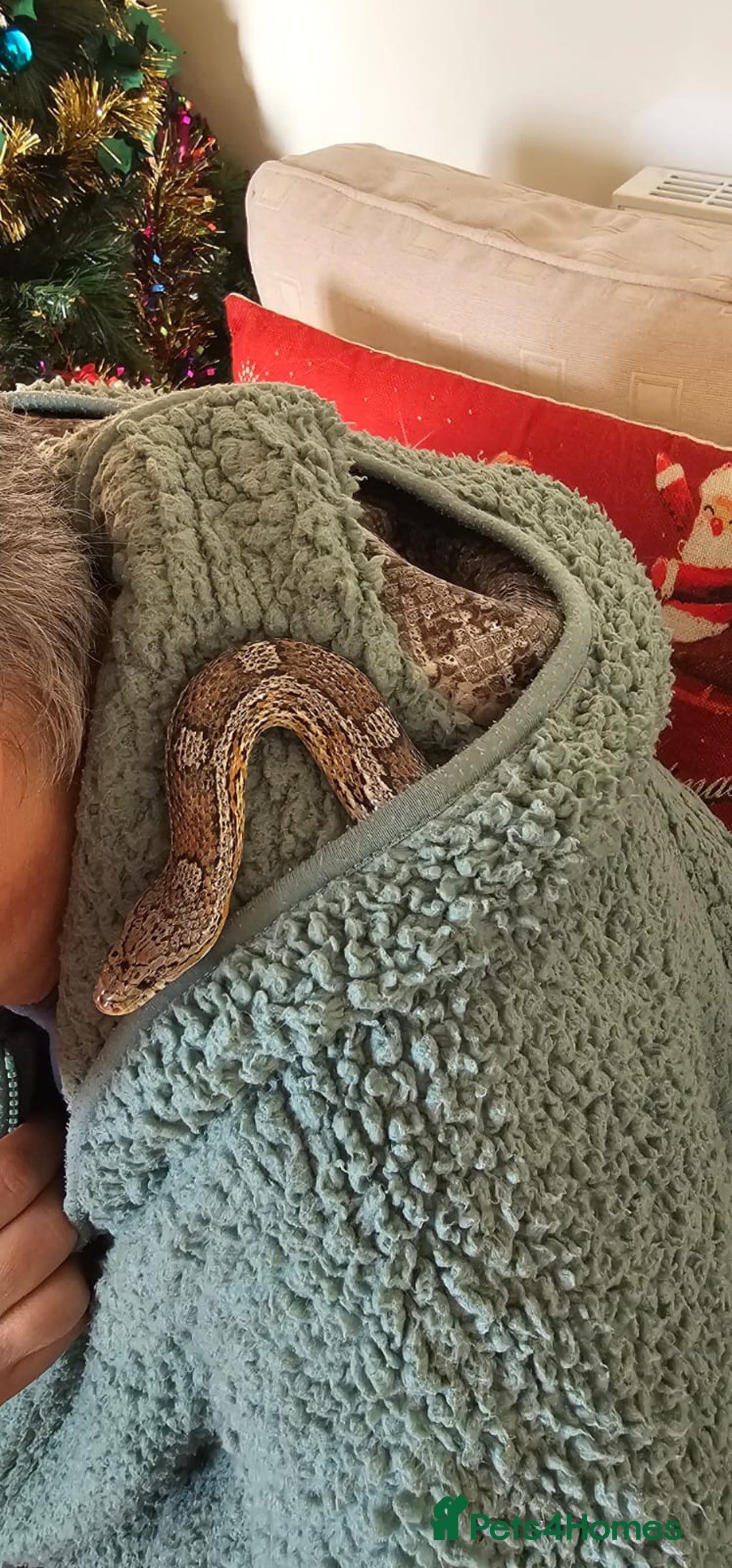 Corn Snake reptiles for sale: Friendly corn snake, vivarium with full set up - Advert 23