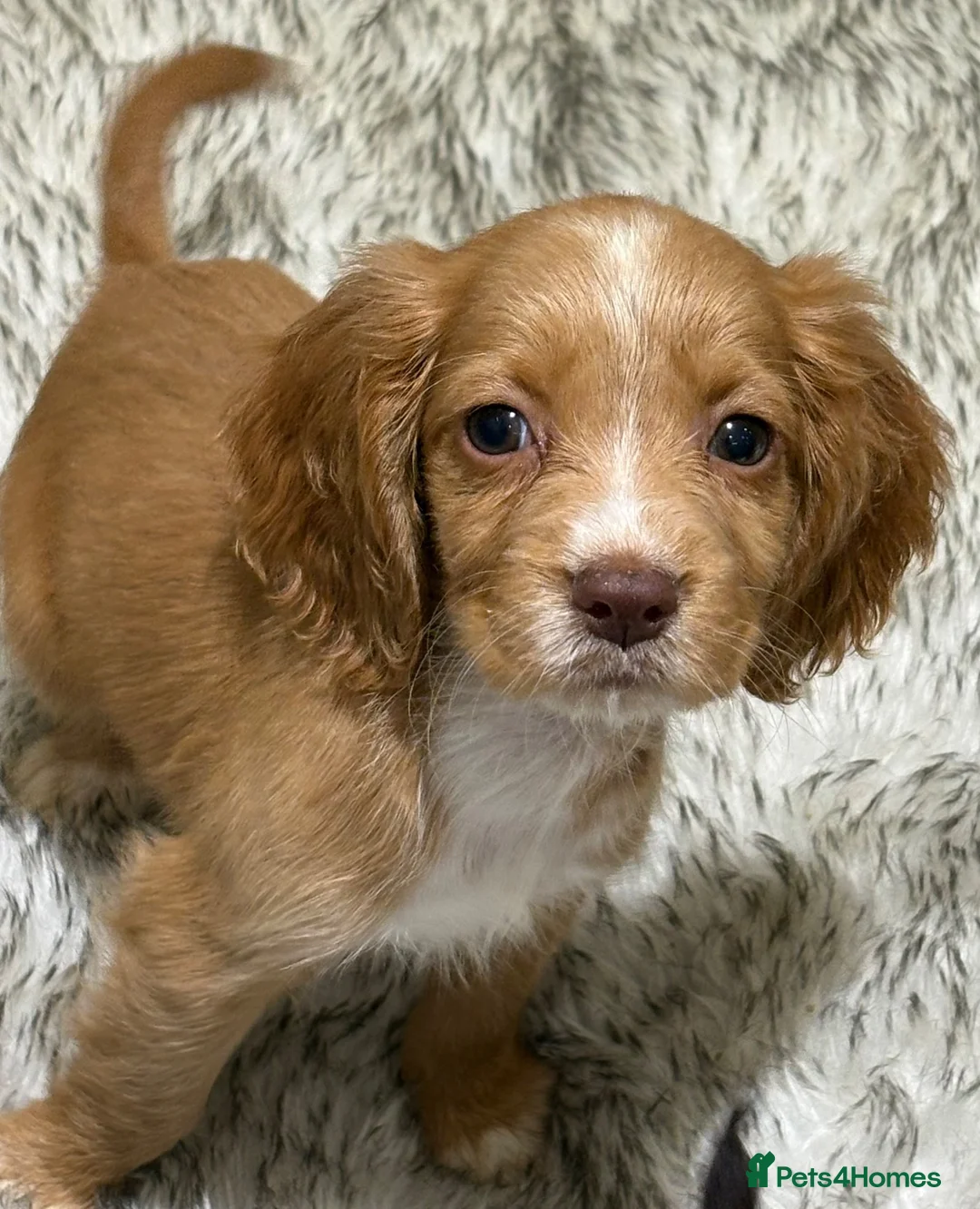 Cocker Spaniel dogs for sale: Beautiful kc working cocker spaniels  - Advert 20