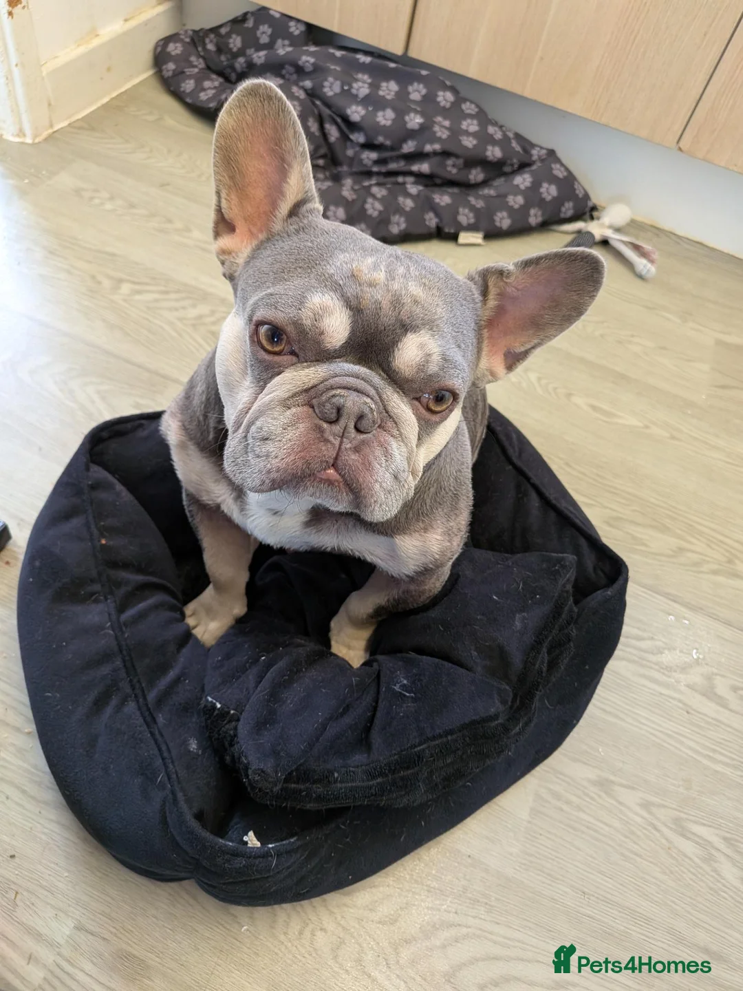 French Bulldog dogs for sale: 5 year old Frenchie seeking a forever home - Advert 2