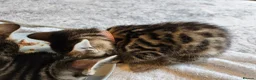 Bengal cats for sale: Begal cross kittens  - Advert 13