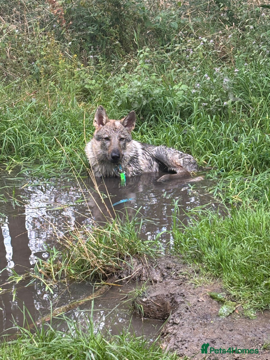 Saarloos Wolfdog dogs for sale: Noodle - Image 2