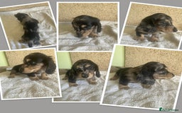Miniature Dachshund dogs for sale: ADORABLE MINIATURE DACHSHUND PUPPIES - Image 7